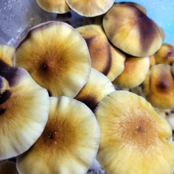 Stargazer Spore Print